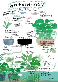 メダカ-のコピー