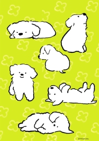 1_マルチーズポーズ-のコピー