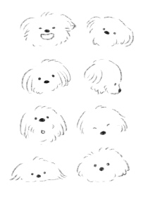 1_マルチーズ２